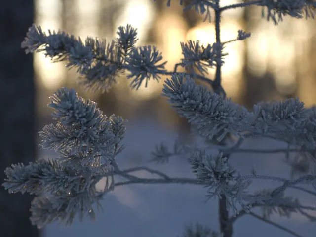 Verschneiter Baum bei der Hütte