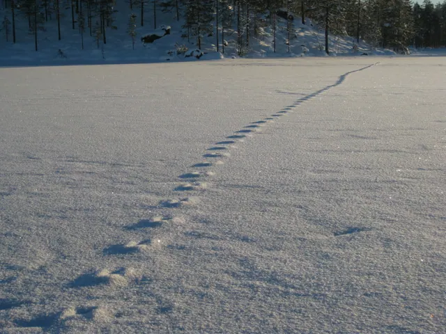 Elchspuren im Schnee