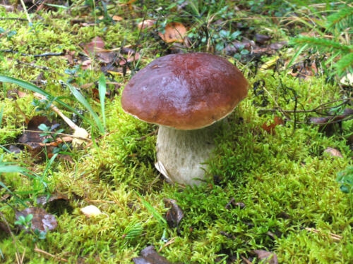 Pilz